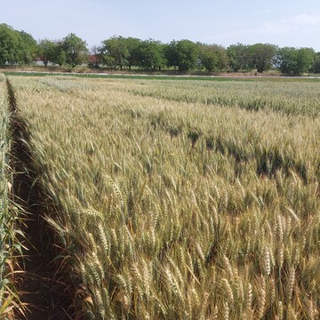 In den baden-w�rttembergischen LSV schob der fr�he Winterweizen die �hren im Schnitt rund vier Tage fr�her als der klassische.