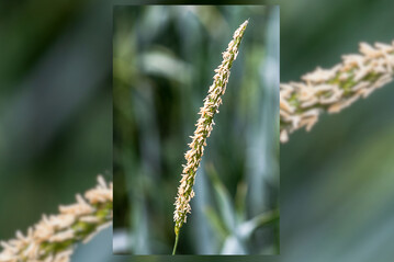 Nur mit ackerbaulichen Maßnahmen kann Ackerfuchsschwanz langfristig in Schach gehalten werden.