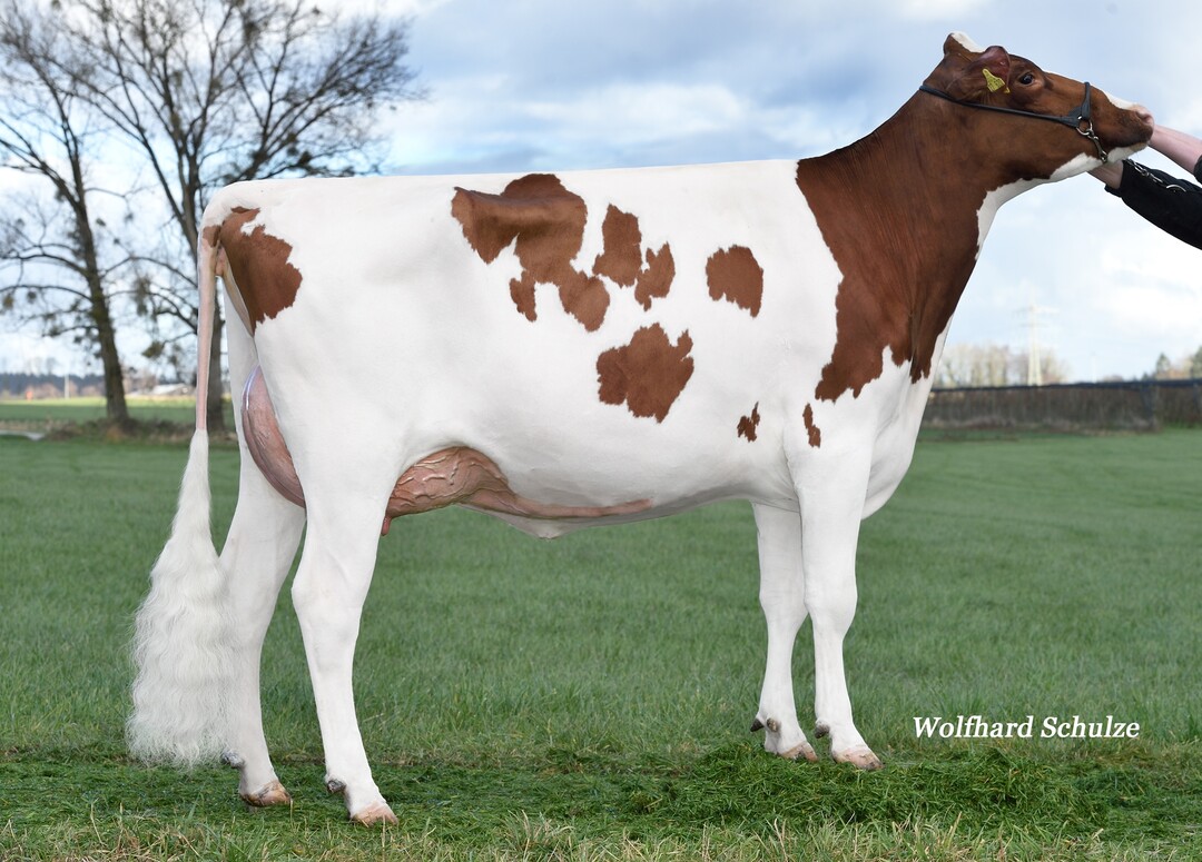 Gabana ist die Mutter des Bullen Sharif und stammt aus der Zucht von Thomas Bentele in Adelsreute.