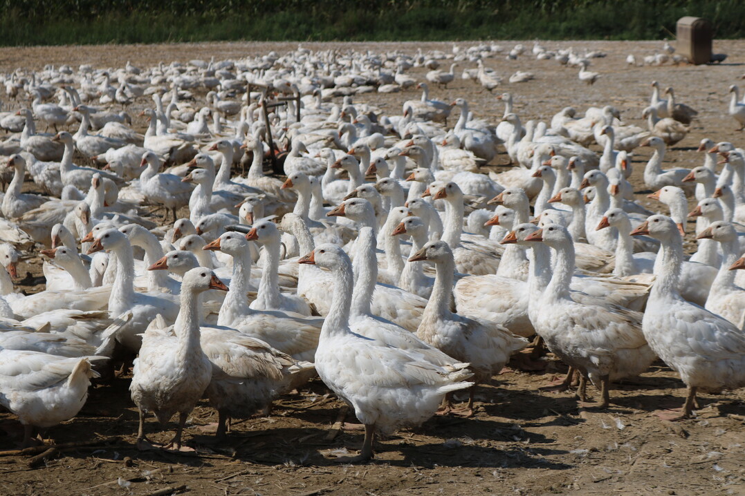 Die Einfuhr von Gänsefleisch ist binnen zehn Jahren um 32,8 % zurückgegangen.