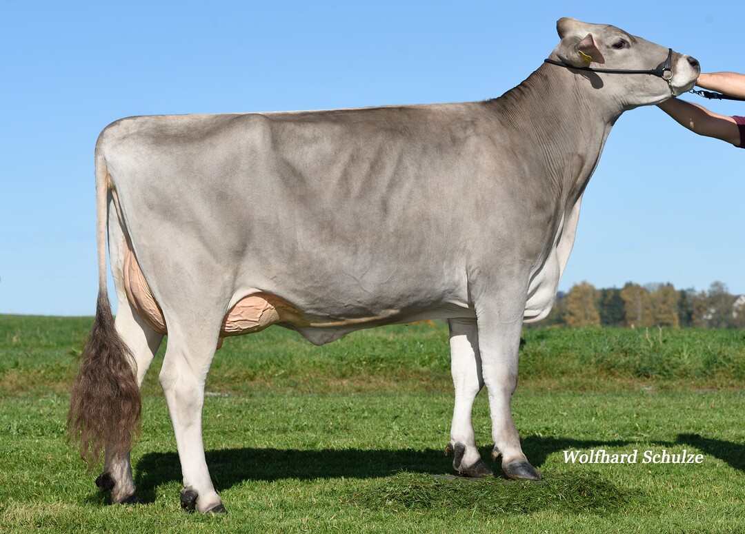 Gänseblümchen ist eine Highleng-Tochter aus dem Betrieb von Franz Popp in Bad Wurzach.