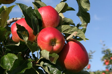 Auf den r�ckl�ufigen Baumobstanbau hat das Land Rheinland-Pfalz reagiert und die Vorgaben zur Bildung von Erzeugergemeinschaften erleichtert. 