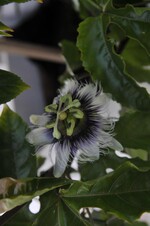 Im Rosengarten von Hannelore und Roland Birkel