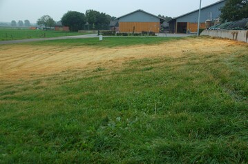 Typische Merkmale nach dem Gasaustritt. Nitrose Gase flossen an der Silomauer herunter und wirkten sich in der umliegenden Vegetation wie ein Herbizid aus.