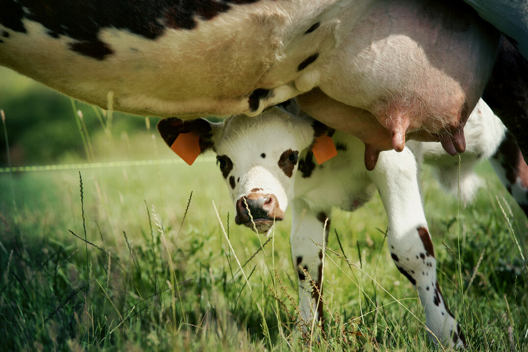 Das System AutoDry von Gea Farm Technologies ist eine innovative Funktion innerhalb der GEA-Herdenmanagementsoftware für konventionelle Melksysteme. Die Funktion lässt sich kuhindividuell aktivieren und bereitet die Kühe schonend und effektiv auf das Trockenstellen vor. AutoDry leitet die automatische Melkzeugabnahme nach Erreichen einer vordefinierten Zielmilchmenge ein. Circa zehn Tage vor dem Trockenstellen startet AutoDry und verringert über einen patentierten Algorithmus mit jedem weiteren Tag in Richtung Trockenstellen schrittweise die Milchproduktion.