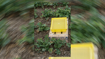 Kontrollieren Sie mit der Hilfe von Gelbschalen den Zuflug fr�her Rapssch�dlinge.