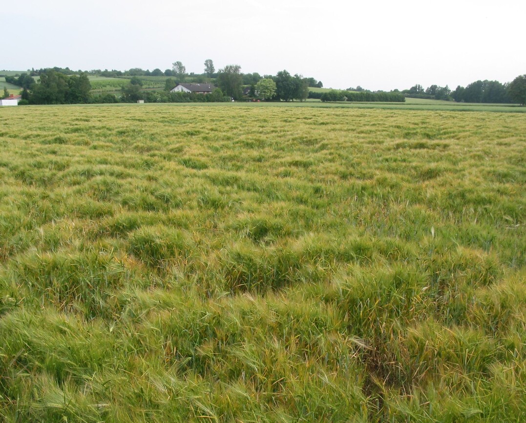 Der durch Blattl�use �bertragene Gelbverzwergungsvirus kann erheblichen wirtschaftlichen Schaden anrichten. Um eine �bertragung der Viren zu vermeiden, k�nnen verschiedene pflanzenbauliche Ma�nahmen ergriffen werden.
