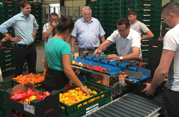 Agrarminister Peter Hauk sortiert Minipaprika unter fachkundigem Blick der Mitarbeiter und den Herren Joachim Hauck, Abteilungsleiter Landwirtschaft im MLR (Mitte) sowie Mathias Keller,Paprikag�rtner und Andreas Jung MdB (links). 