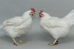 Ein nicht geneditiertes Huhn (links) abgebildet neben einem geneditierten Huhn (rechts).