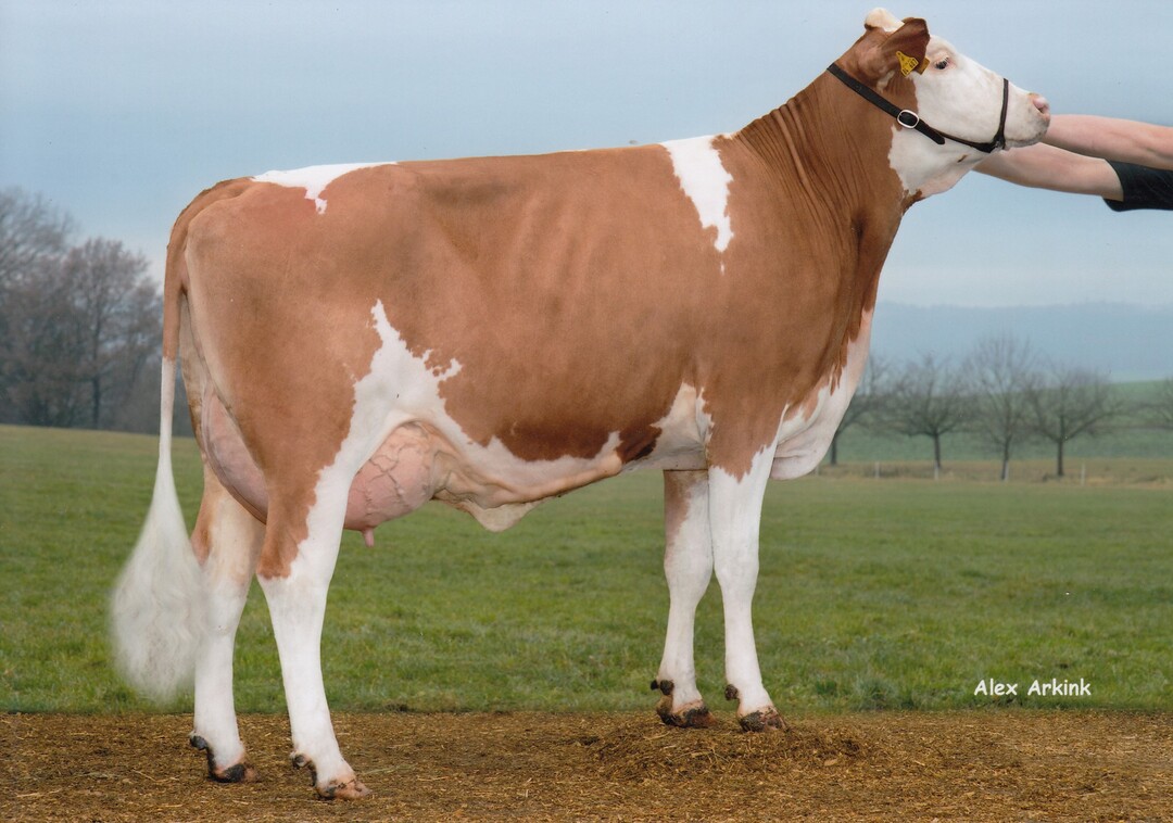   Die Miami-Tochter Gera der Handke GbR in Hessen best�tigt die sehr hohe Fundament- und Eutervererbung von Miami.