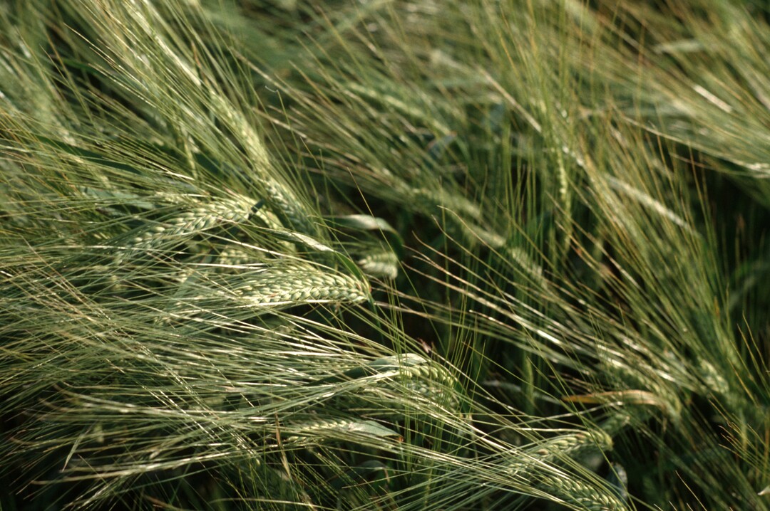 Gerste im ökologischen Landbau