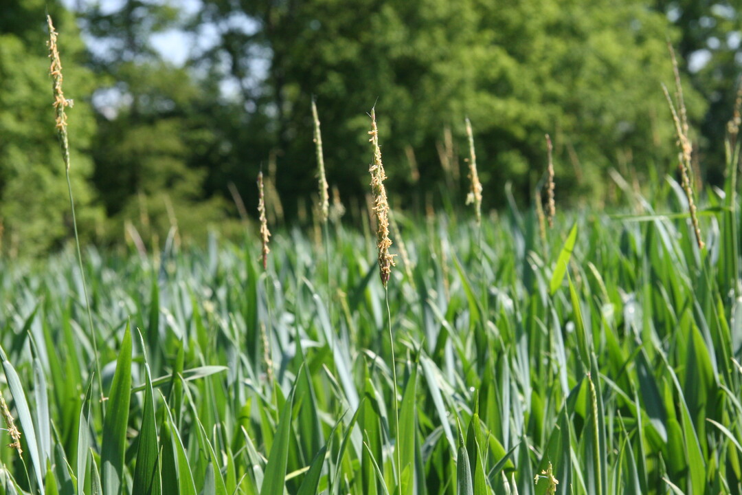 Hier wächst Ackerfuchsschwanz im Getreide.