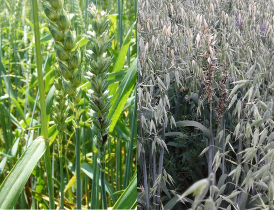 Mit Steinbrand befallene Pflanzen (l.) drischt man am besten separat und zum Schluss. Die Sporen d�rfen nicht ins Lager gelangen. Von diesem Haferbestand mit Flugbrand (r.) darf kein Nachbausaatgut geerntet werden.