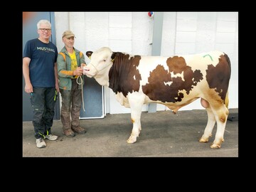 Gigirad P steht als Testbulle mit normalem und gesextem weiblichem Sperma zur Verfügung. Der Gigior P-Sohn wurde von Konrad Hermann in Gütenbach gezüchtet. Er steht bei der Stallgemeinschaft Büchern in Mühlenbach im Natursprungeinsatz.