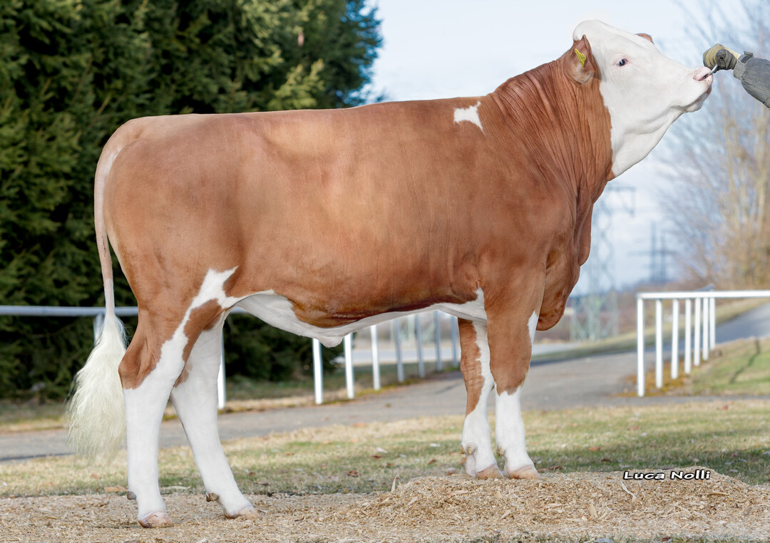 Giorgio ist der höchste verfügbare Gucci-Sohn und geht auf eine Schaukuhfamilie von Kurt Schneider in Sulzbach-Laufen zurück.