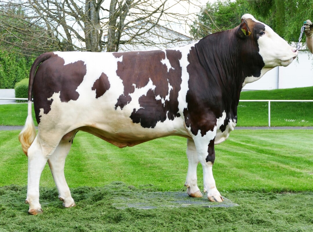 Der Vorderwälderbulle Gipirgi stammt von Gipada ab. Der Bulle präsentiert sich als nahezu perfekter Bulle ohne Schwächen.