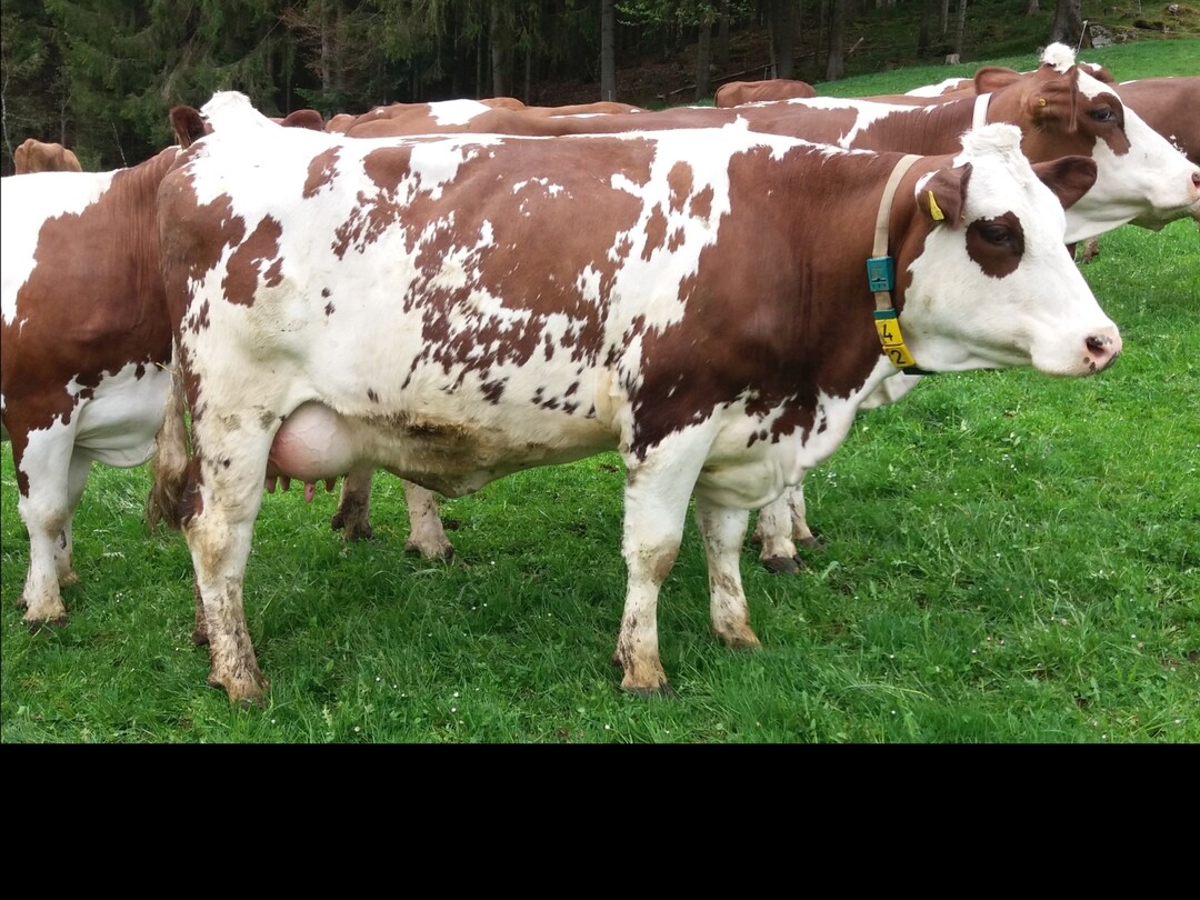 Die Gipirgi-Tochter Gipirgi aus der Zucht der Knöpfle-Willmann GbR in Schwärzenbach erreicht einen Milchwert von 117 und 2,60 Kilogramm pro Minute Melkbarkeit.