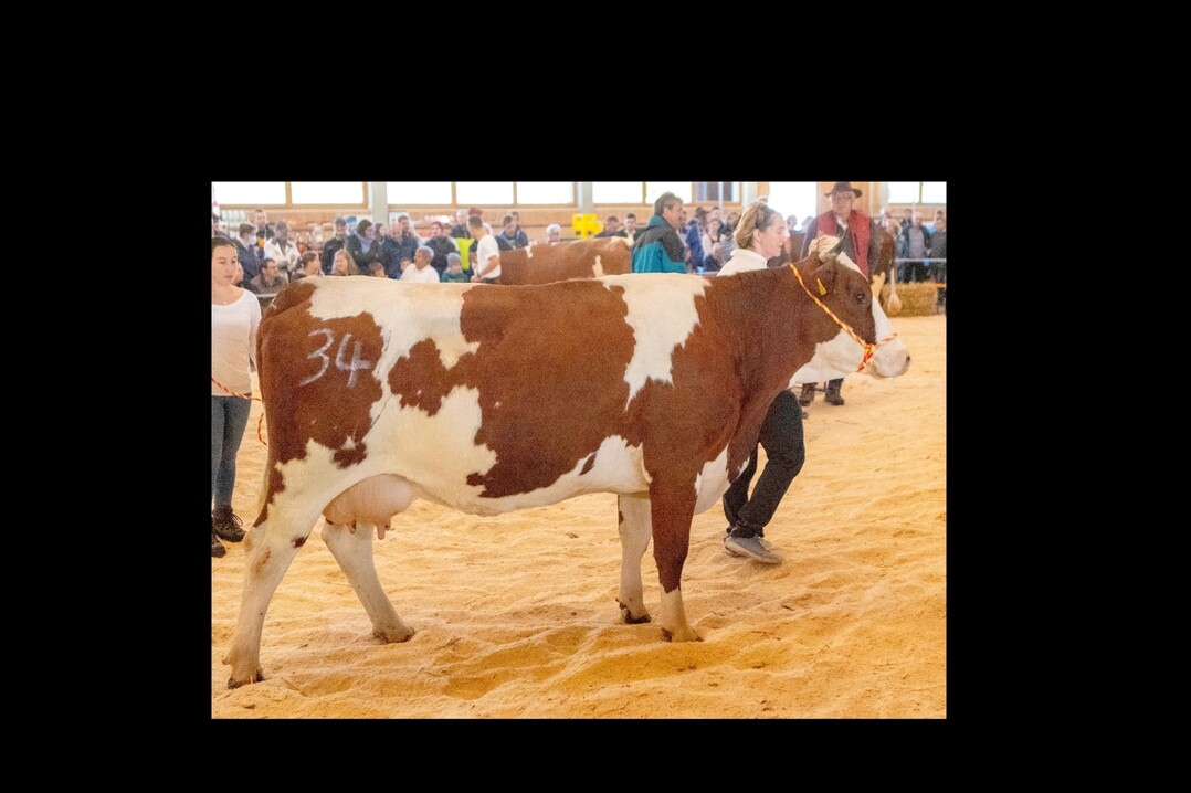 Der Bulle Gipirgi als Verteter der G-Linie hat sich in der neuen Zuchtwertsch�tzung etabliert und l�sst Ragos hinter sich. Auf dem Foto zu sehen ist die Kuh Heidi, eine Tochter des Vererbers auf der Verbandsschau am 9. Oktober 2022 in St. M�rgen mit einem GZW von 129. Silvia Eichin aus Zell-Gresgen hat die Kuh gez�chtet.
