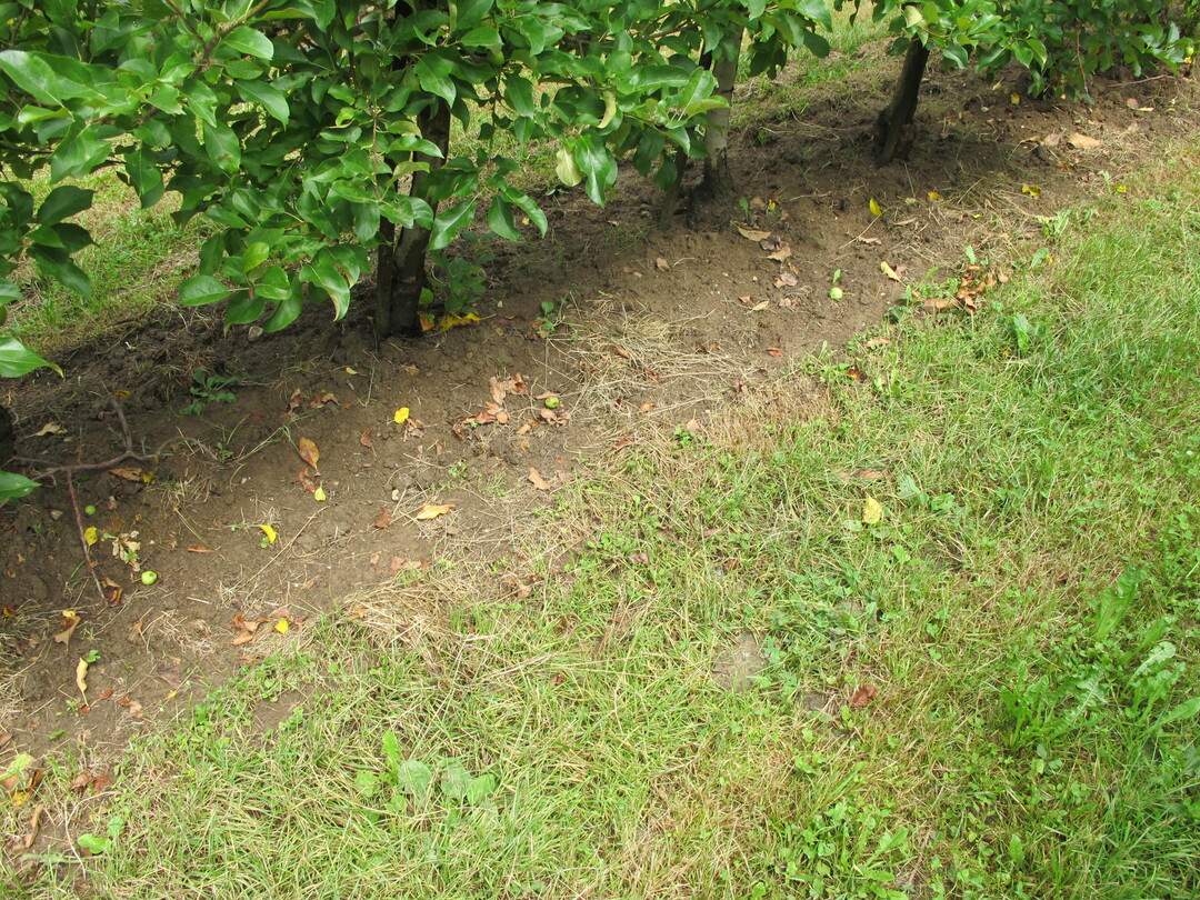 F�r hohe Ertr�ge sind bewuchsfreie Baumstreifen wichtig, denn Unterwuchs konkurriert mit den B�umen um Wasser und N�hrstoffe.