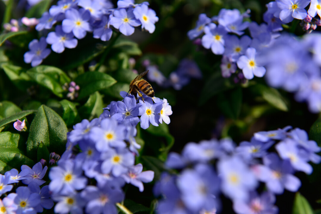 Bienenfüttern auf dem Balkon: Mit nektarreichen Blüten lässt sich Gutes für die nützlichen Insekten tun.