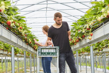 Fr�chte in bequemer Pfl�ckh�he: Beim Stellagen-Anbau wachsen Erdbeeren gut einen Meter �ber dem Boden.