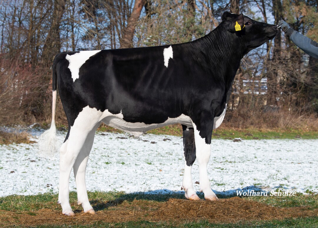 Goal P RDC ist als hornloser Bulle mit Rotfaktor sowohl für Schwarzbunt- als auch Rotbuntzüchter interessant.