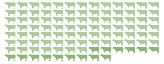 An guten Tagen nutzten
100% der K�he die B�rste,
an schlechten immerhin
noch 85%.  