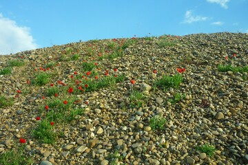Mohn wächst auf einem Steinhaufen. Pflanzen wie Mohn und Schaumkresse fühlen sich auch auf Böden mit Schwermetallen wohl.