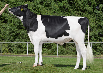 Greyhound bringt die mittelrahmige und eutergesunde Kuh.