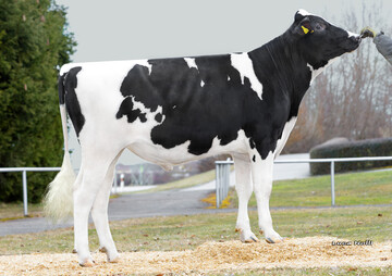 Der Gymnast-Sohn Gringo erreicht einen Gesamtzuchtwert (RZG) von 155.