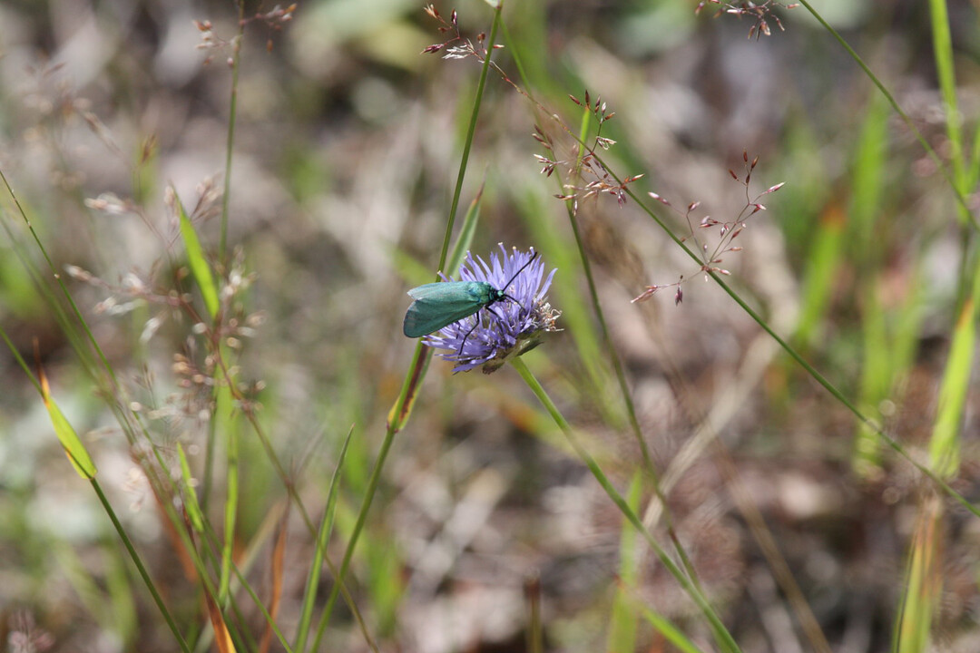 Eine im Grünland gefährdete Schmetterlingsart ist das Grünwidderchen, ein Nachtfalter. Schweizer Forscher fanden heraus, dass spezielle Mähaufbereiter, sogenannte Konditionierer, eine höhere Raupensterblichkeit zur Folge haben.