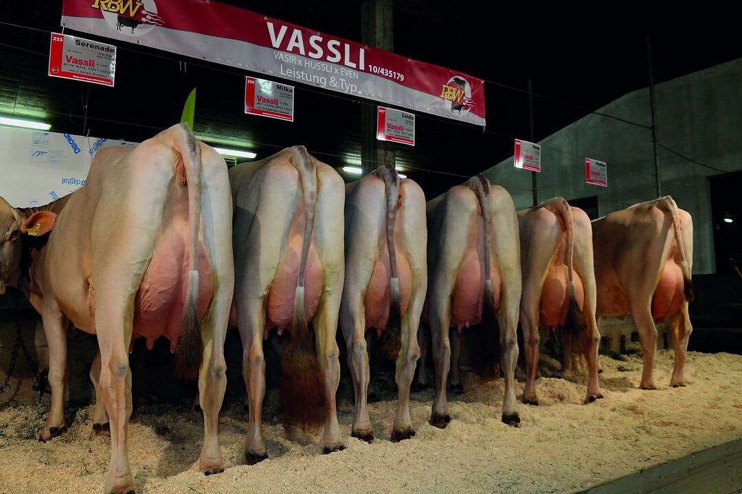 Vassli konnte bereits auf der Jungzüchterschau in Buchloe eine überzeugende Nachzucht präsentieren.