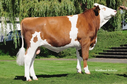 Gucci gilt als Outcross-Bulle und hat sich auf einen GZW von 133 verbessert.