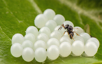 Samurai-Wespen parasitieren die Gelege der Marmorierten Baumwanze und verhindern so die weitere Ausbreitung. 