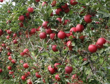 Zweidimensional erzogene B�ume erleichtern die Mechanisierung und versprechen besser gef�rbte Fr�chte.