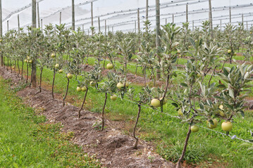 Guyot-Erziehung bei der Apfelsorte "Fr�ulein": Der grunds�tzlich schw�chere Wuchs der Sorte k�nnte durch die Verwendung st�rker wachsender Unterlagen ausgeglichen werden.