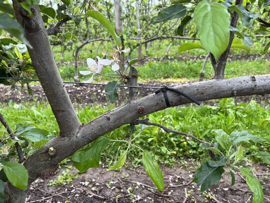 Zu dicke �ste m�ssen entfernt werden.