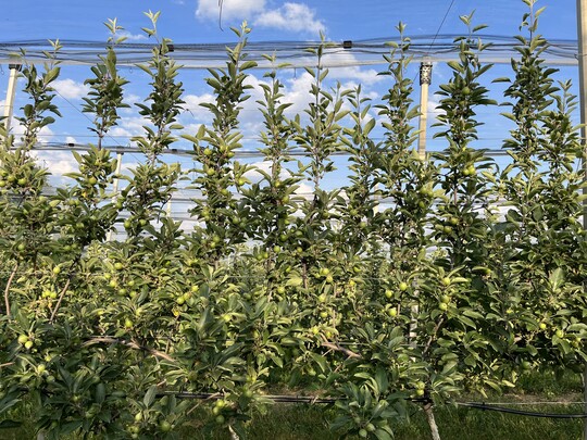 Im Idealfall erreichen die Achsen eine einheitliche H�he.