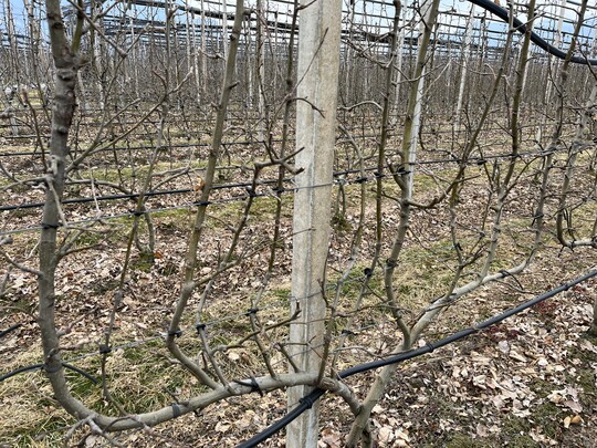 Guyot-Anlage mit Seitentrieben als senkrechte Achsen im Vollertragsalter.