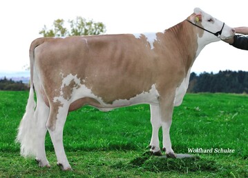 Die Vaudela-Tochter Gyldela von Joachim Keller in Allmendingen best�tigt die hohe Eutervererbung des Neueinsteigers.