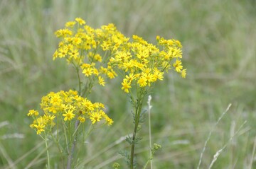 Jakobskreuzkraut, das n�her als 100 Meter von Wiesen oder Weiden entfernt w�chst, sollte konsequent vor der Samenbildung mit der Wurzel entfernt und entsorgt werden.