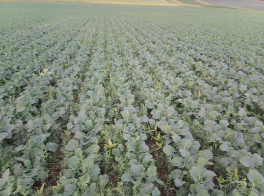 Raps im Fr�hjahr mit Lupinen und Klee in der Zwischenfrucht