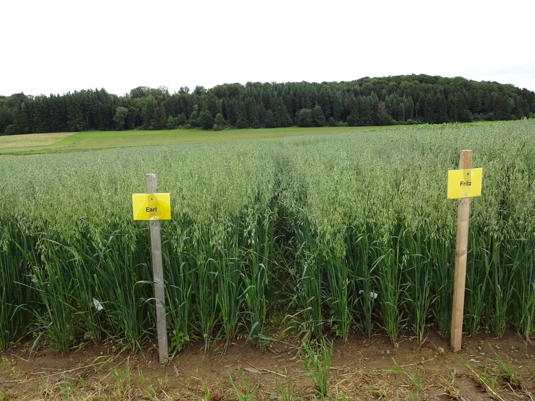 �kohafer in der Sortenpr�fung.