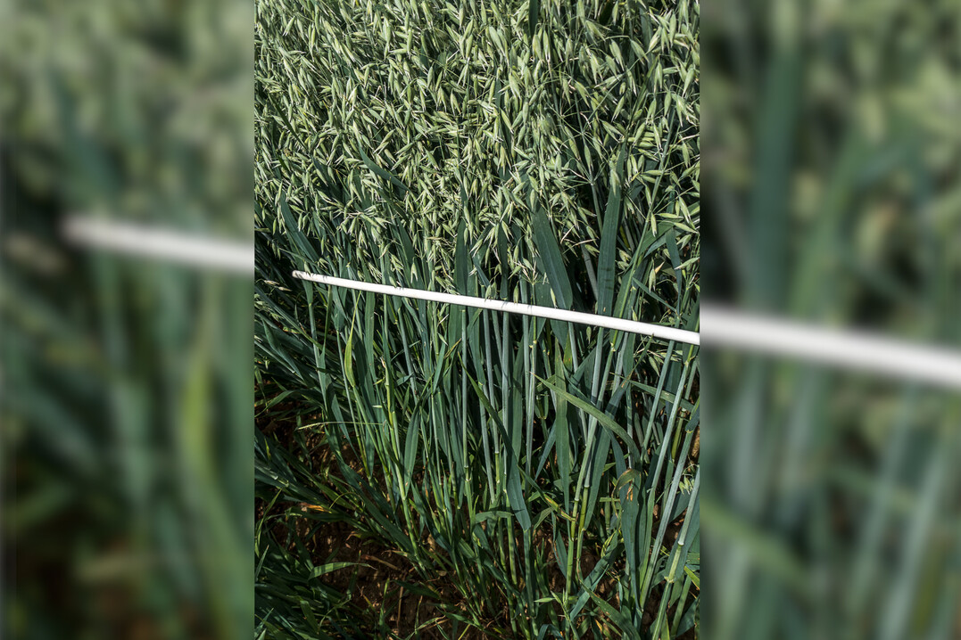 Unter Umst�nden kann der Einsatz eines Wachstumsreglers in Hafer sinnvoll sein.