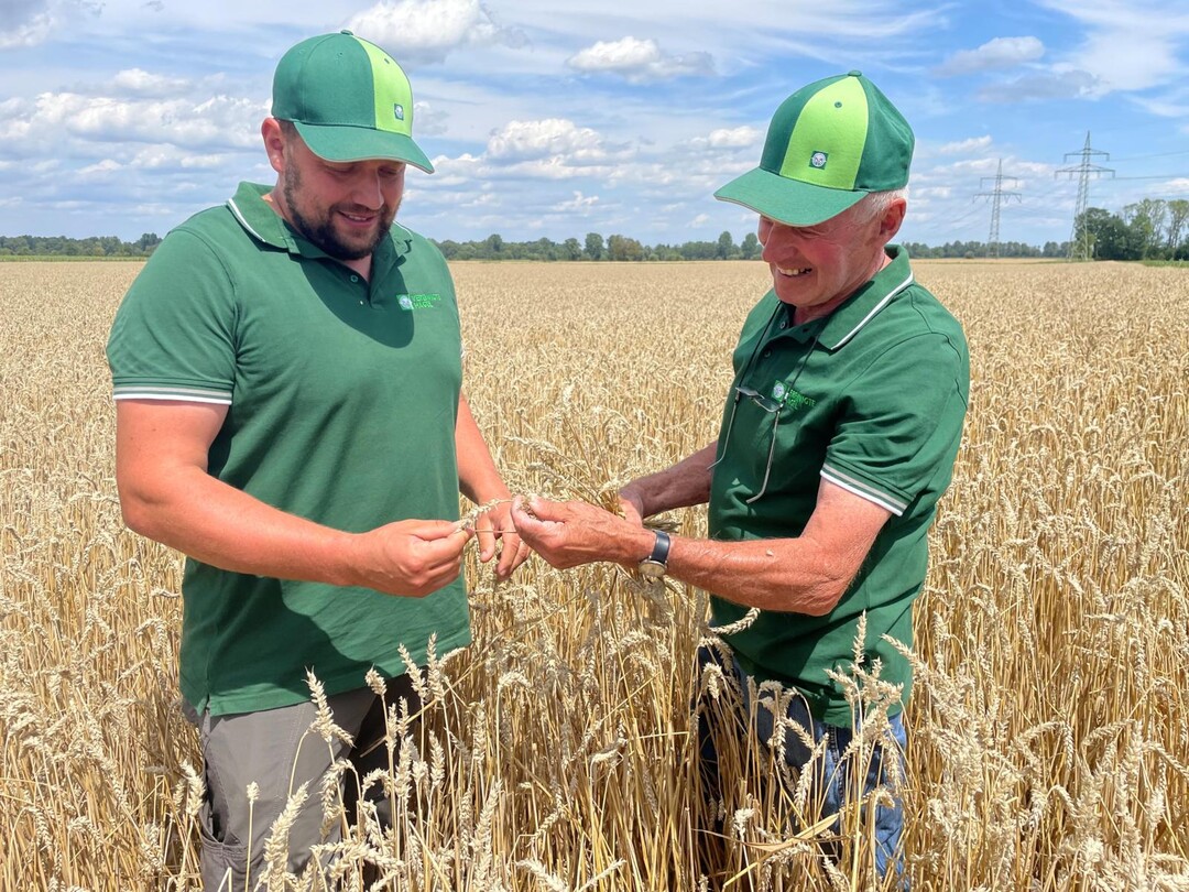 Hagelschäden im Getreide im Alb-Donaukreis