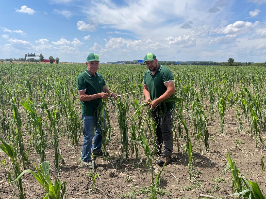 Sturm- und Hagelschäden im Mais im Alb-Donaukreis