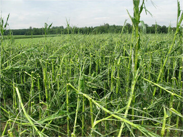  Abgebrochene Maispflanzen nach einem Starkregen. 