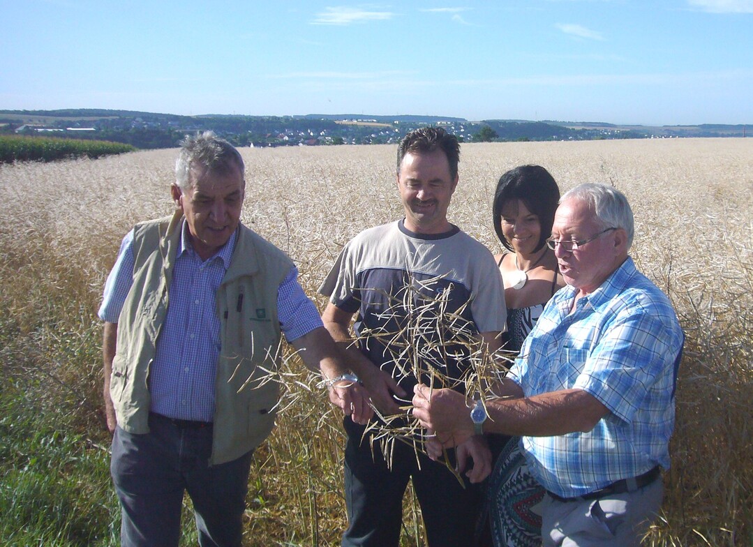 Total verhageltes Rapsfeld am 18. Juli in Buchen-Hainstadt: Das Landwirts-Ehepaar Sch�ssler (Mitte) im Gespr�ch mit den Sachverst�ndigen der Versicherung,  Reinhold Beuchert und Richard Eiselen