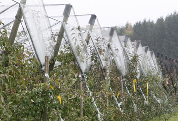 In der Gr��enstruktur der Obstbetriebe gibt es zwischen den Bundesl�ndern deutliche Unterschiede. 