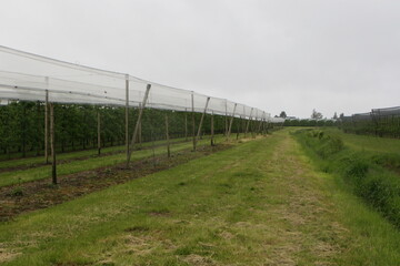 Gerodete Baumreihen: Damit kam der Obstbauer dem im Wassergesetz geforderten Abstand von mindestens zehn Metern nach. Jetzt steht noch die Forderung nach dem R�ckbau des Hagelnetzes im Raum. 